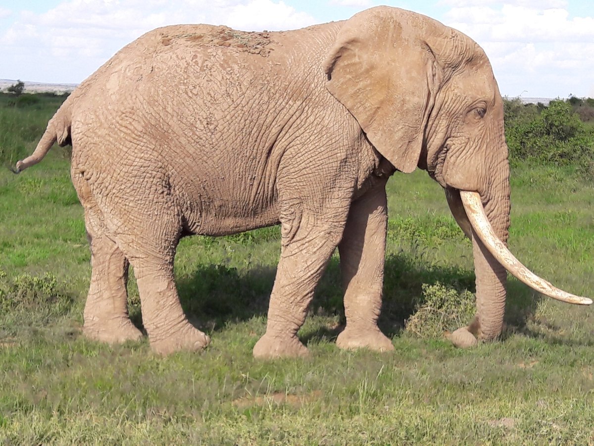Фото индийского слона и африканского слона