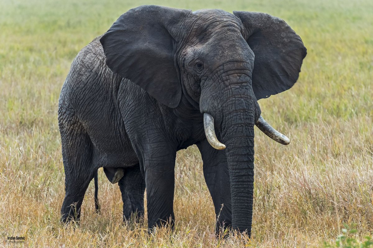African Elephant