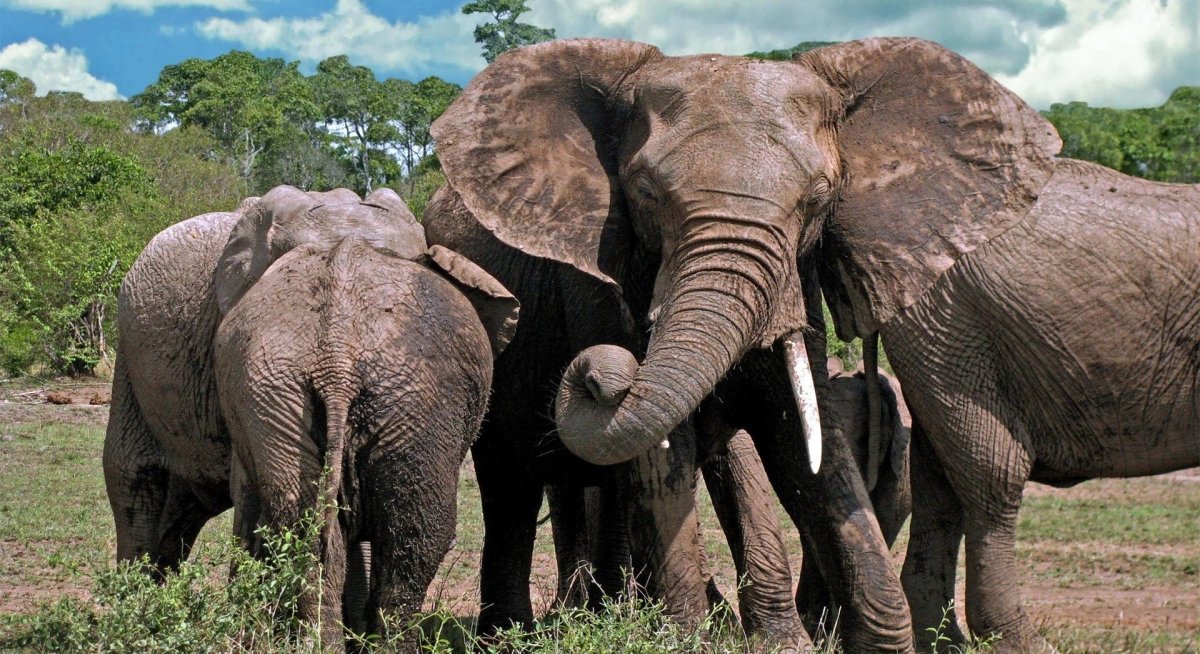 Слоны африканские и индийские