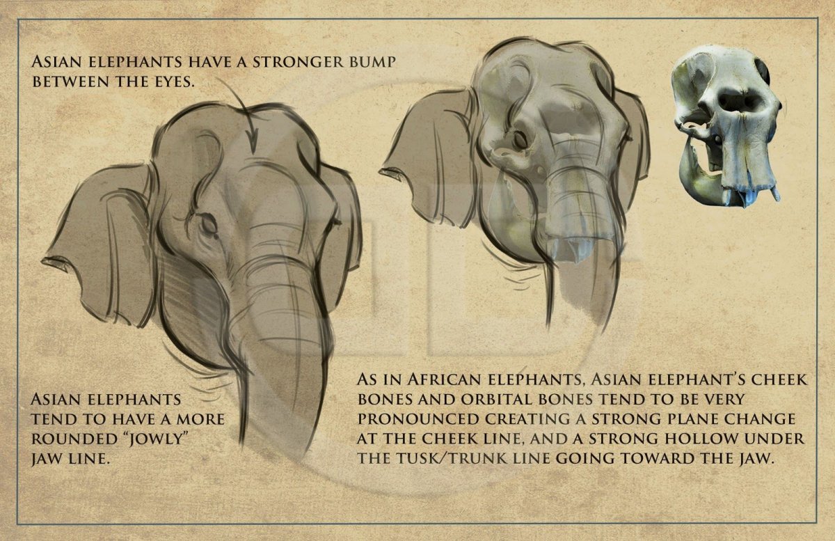 Индийский слон анатомия