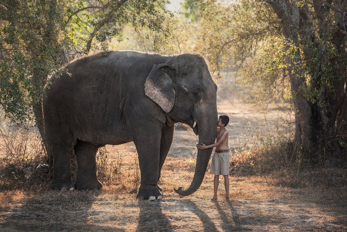 Слоненок и человек