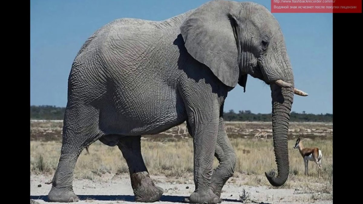 Крупные животные Африки