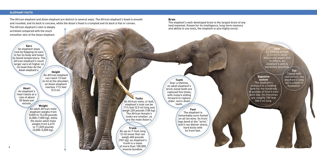 African Elephants мы Asian Elephants