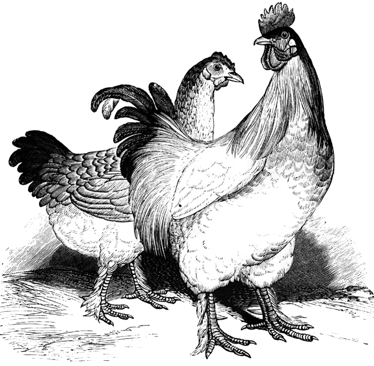 Курица рисунок карандашом