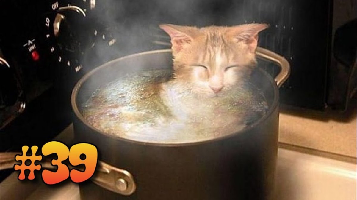 Потом суп с котом