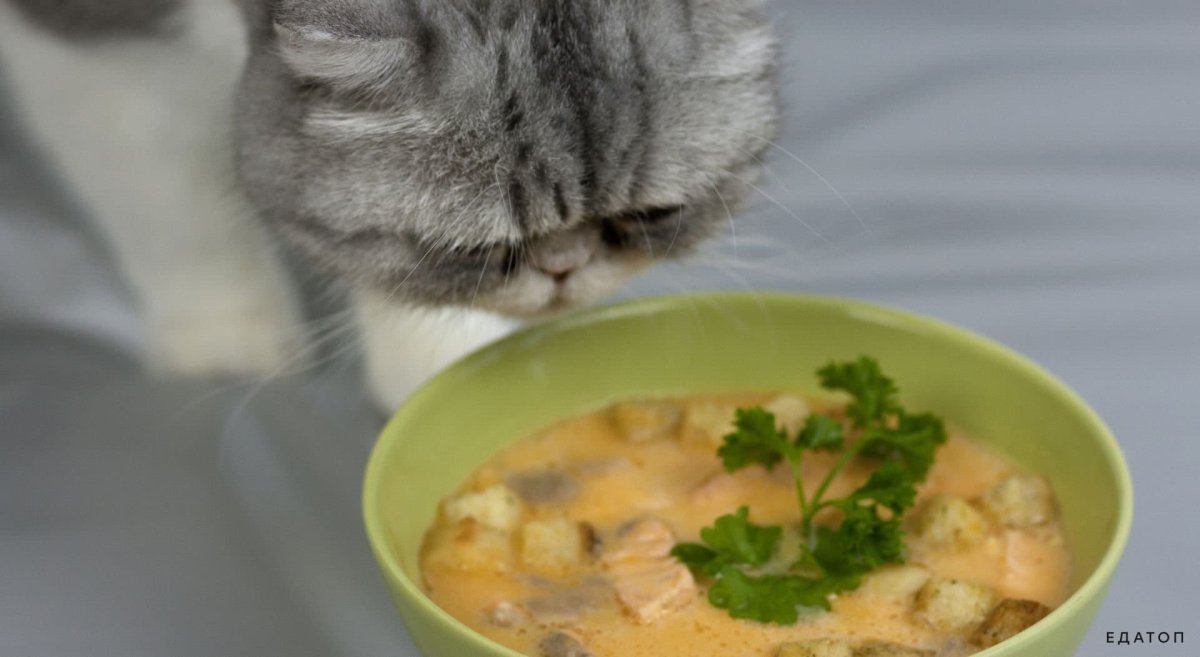 Вареный котенок