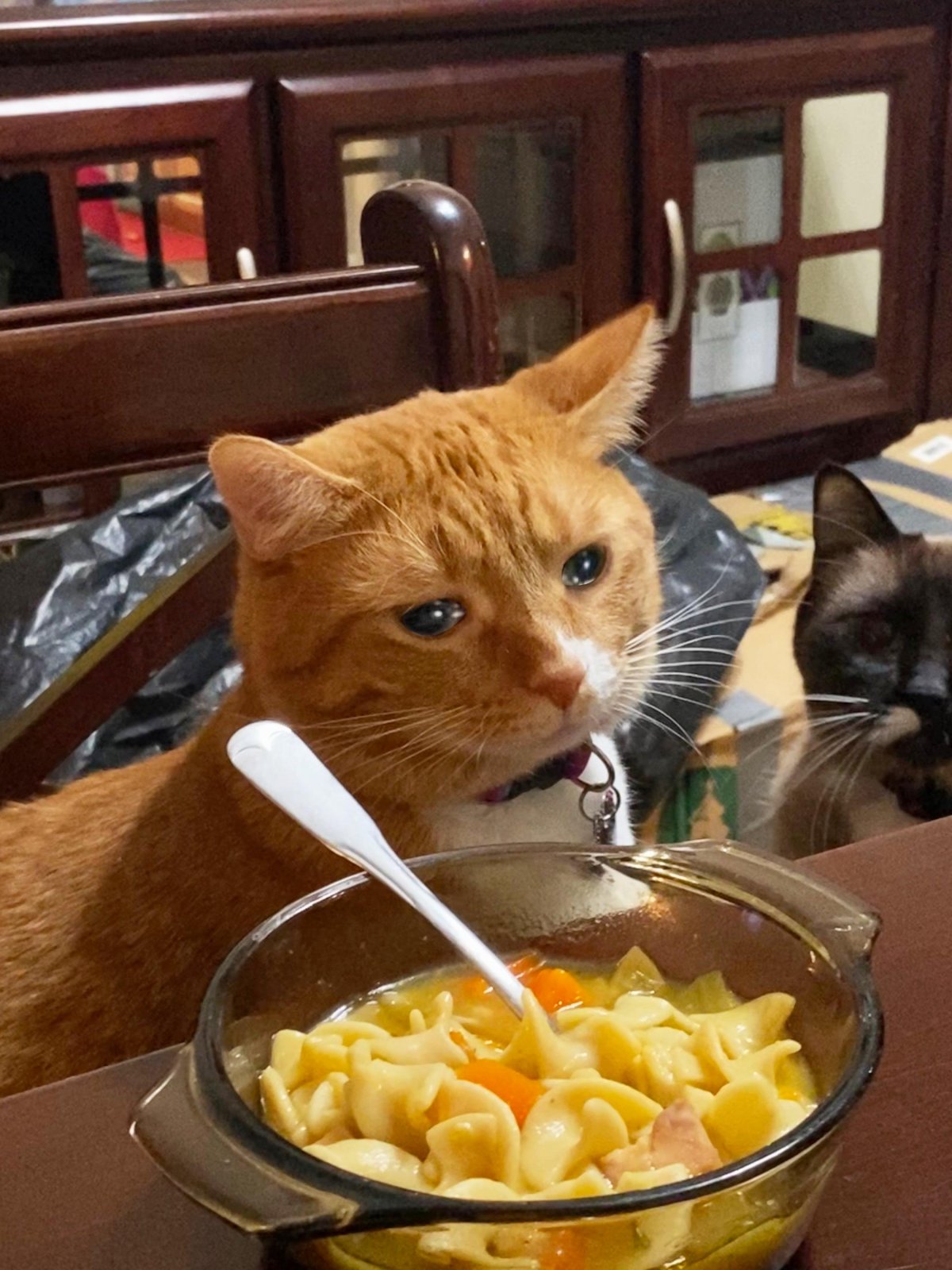 Кошки и суп аниме