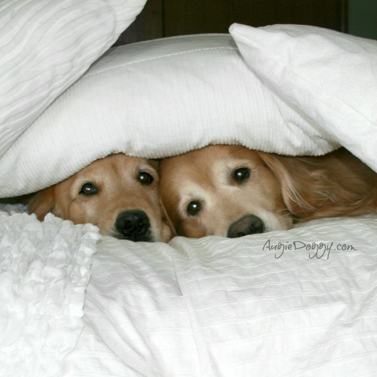 Спокойной ночи песик