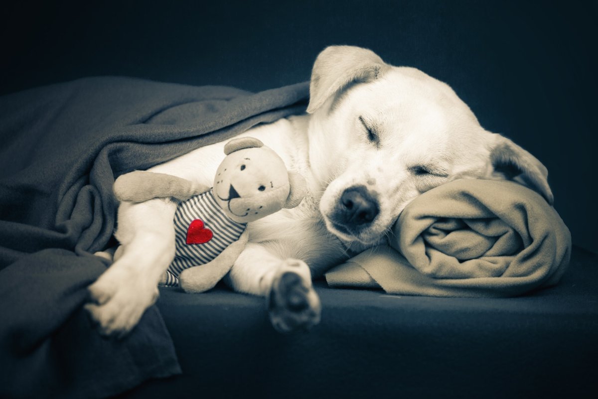 Собака ночью