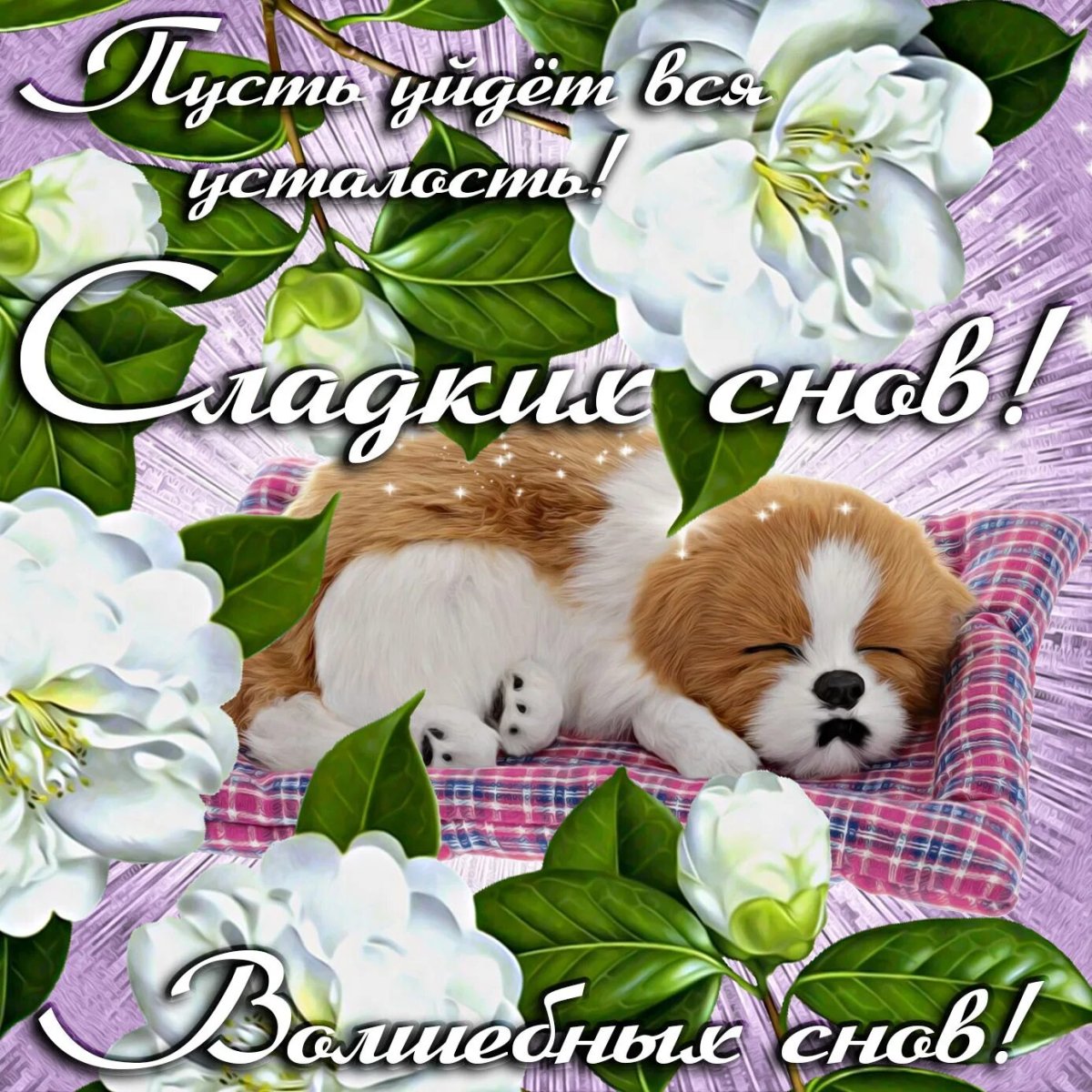 Добрый вечер собачки