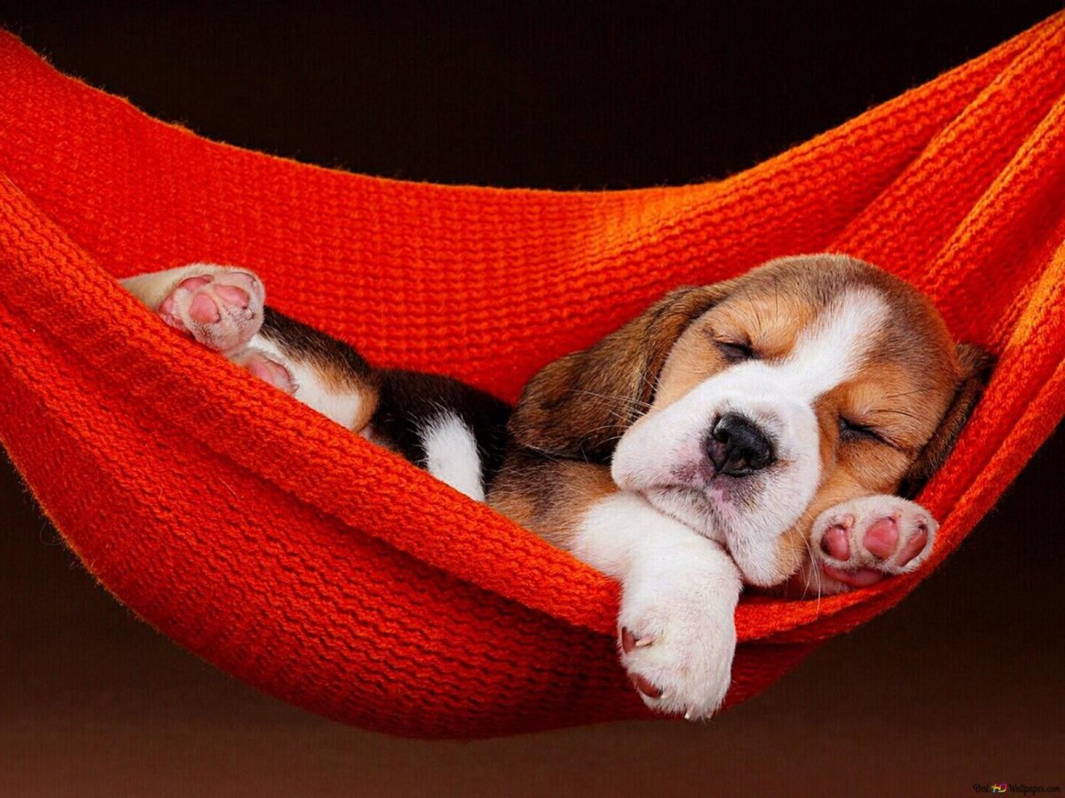 Спокойной ночи щенок