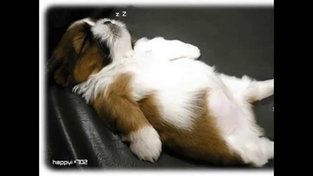 Собачка померанский шпиц спит