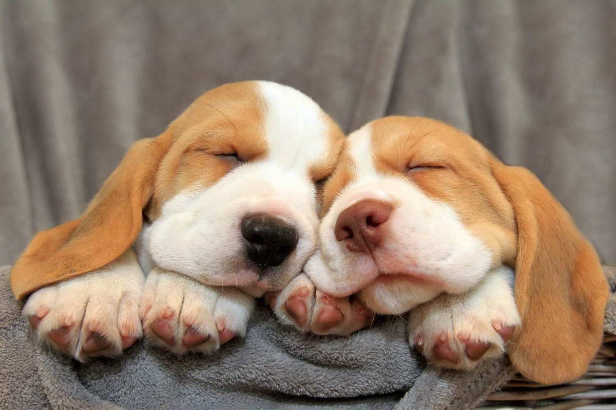 Добрые милые животные