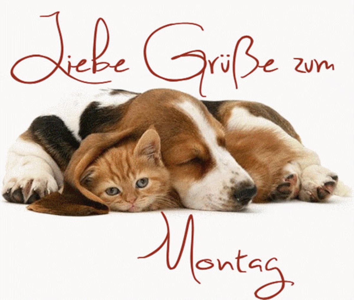 Спокойной ночи Йорк