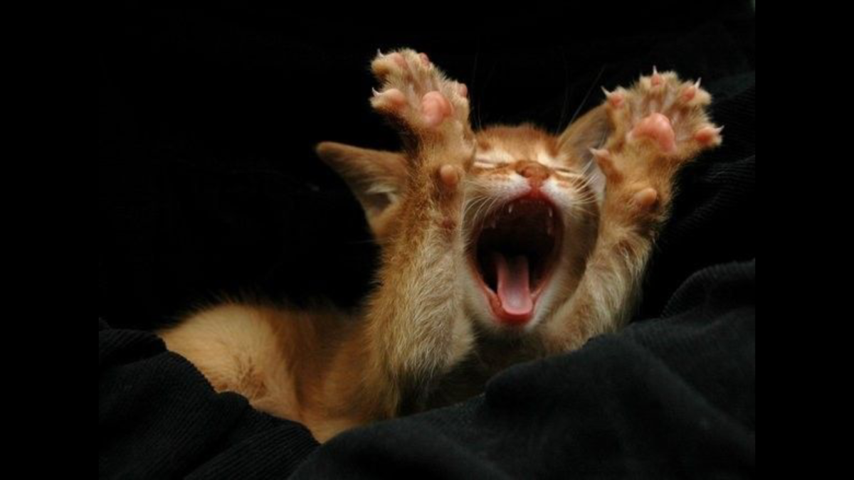 Ура я в отпуске кот