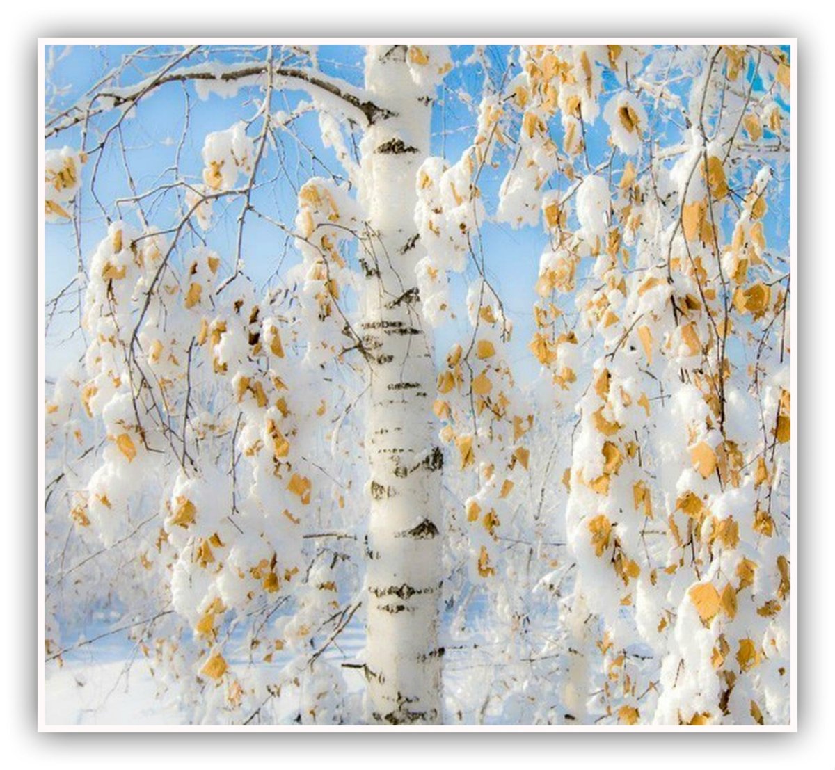 Заснеженная береза