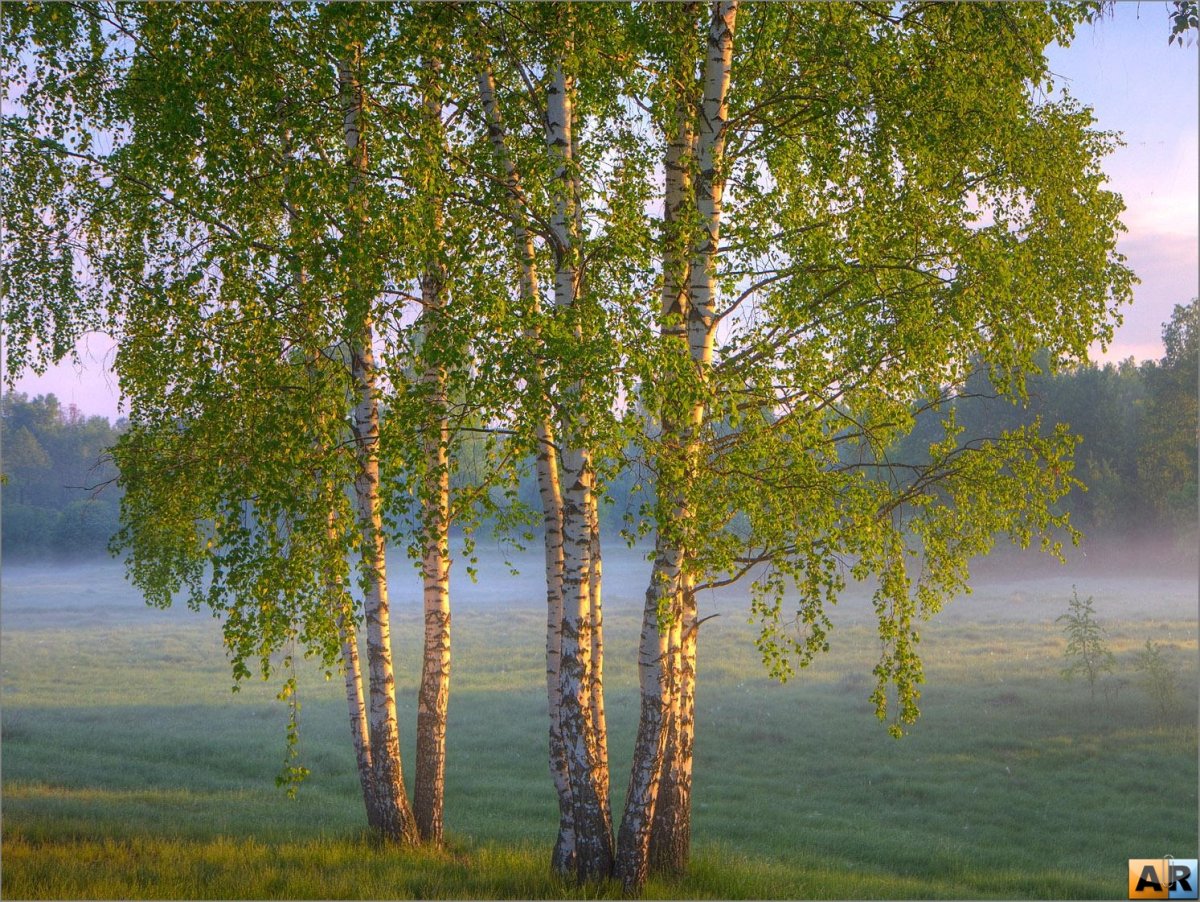 Есенинская береза дерево