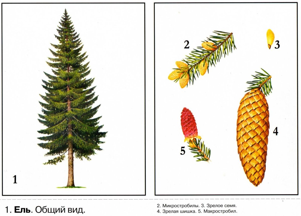 Обучающие карточки. Деревья.