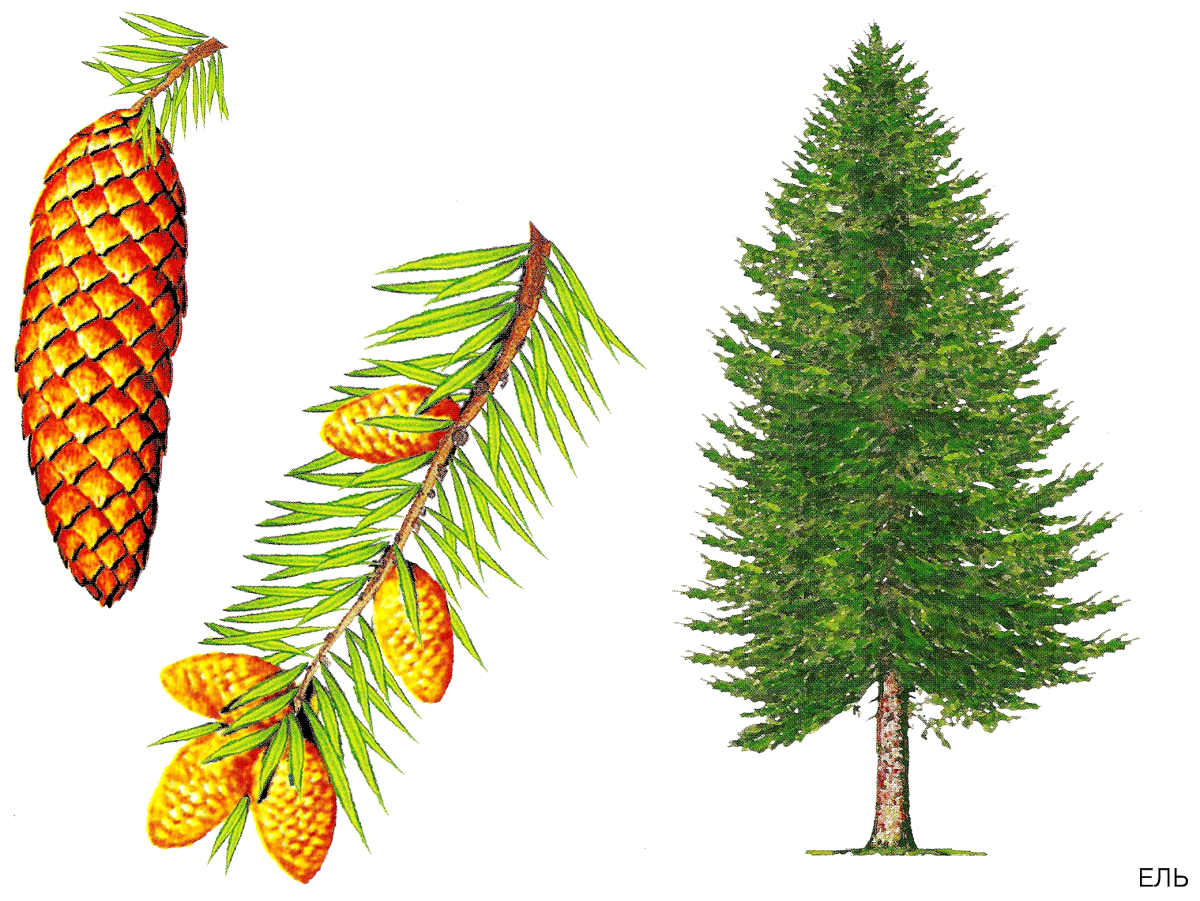 Ветки пихта ель кедр