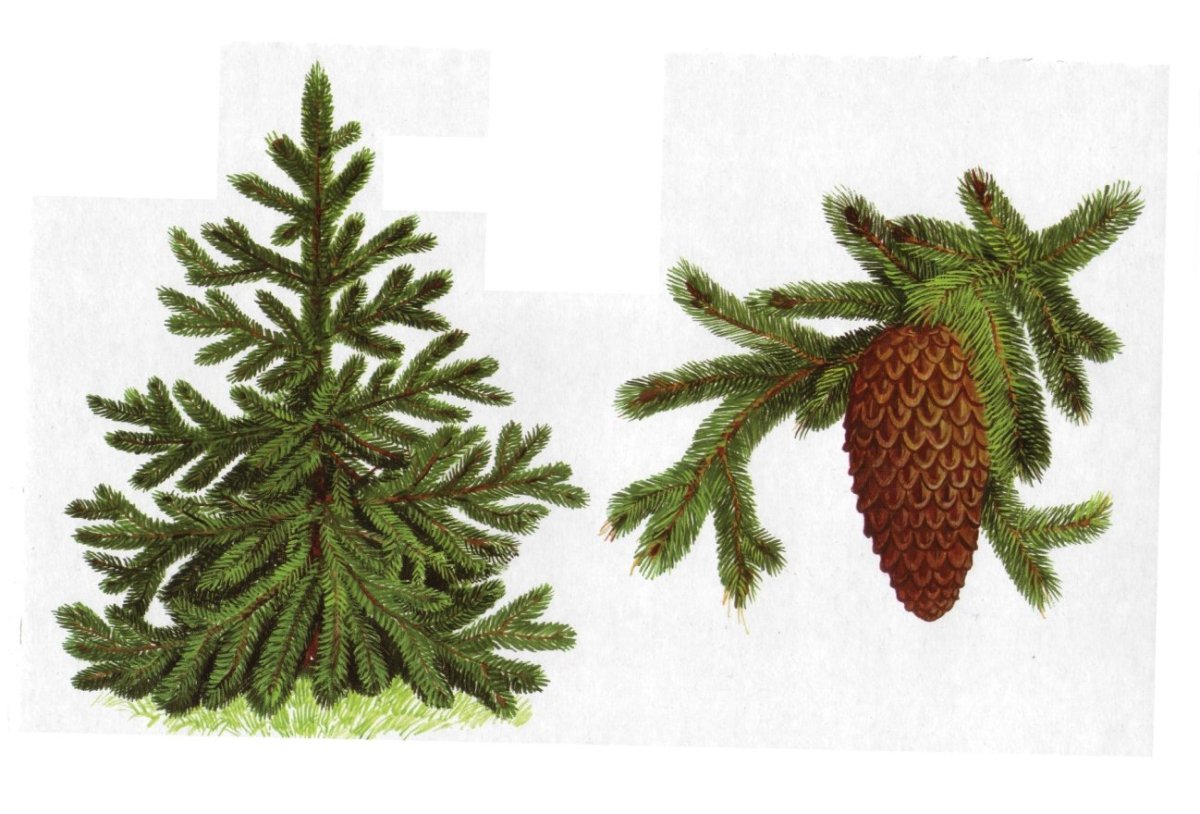 Елка дерево