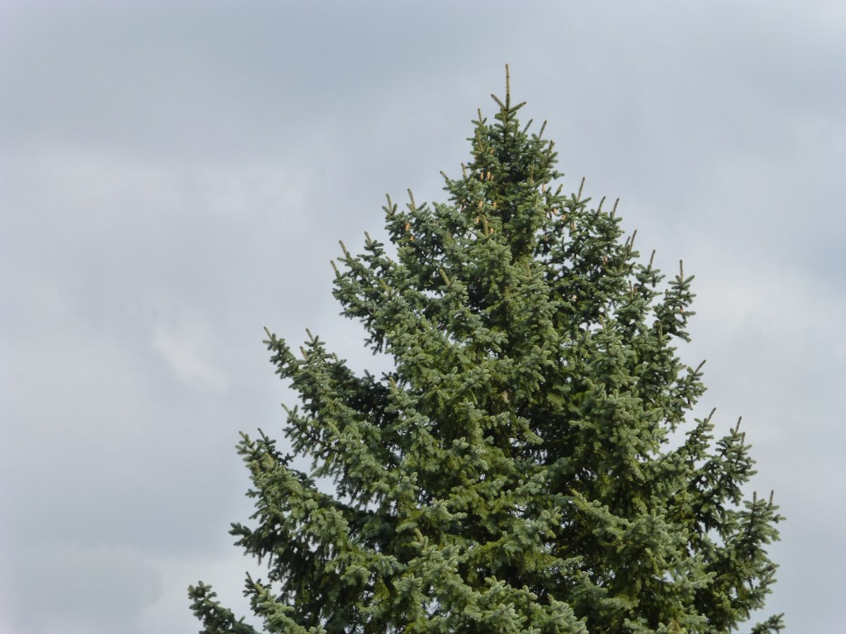 Хвойные деревья