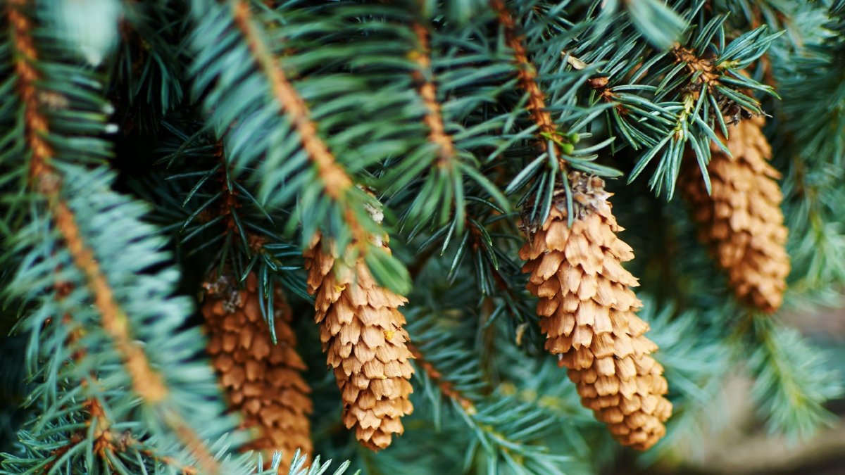 Силуэты хвойных деревьев