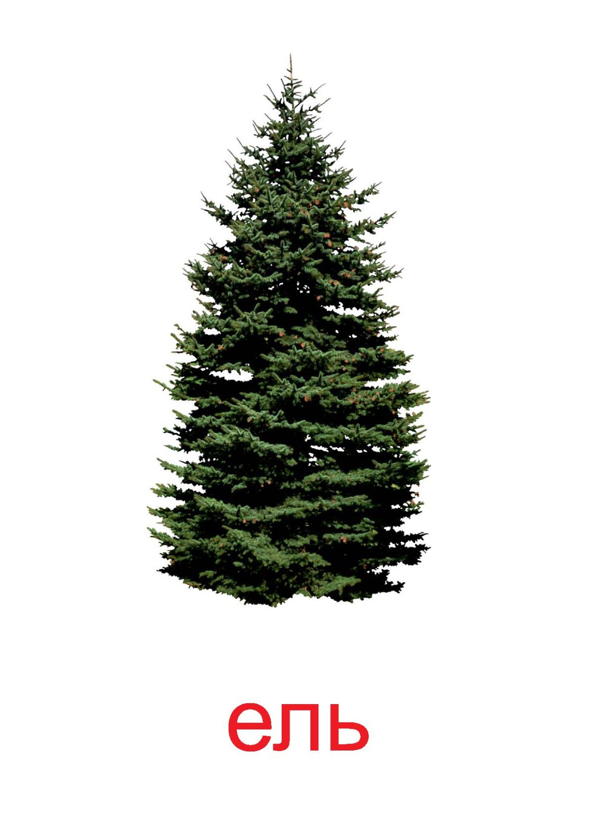 Мультяшные ели и сосны