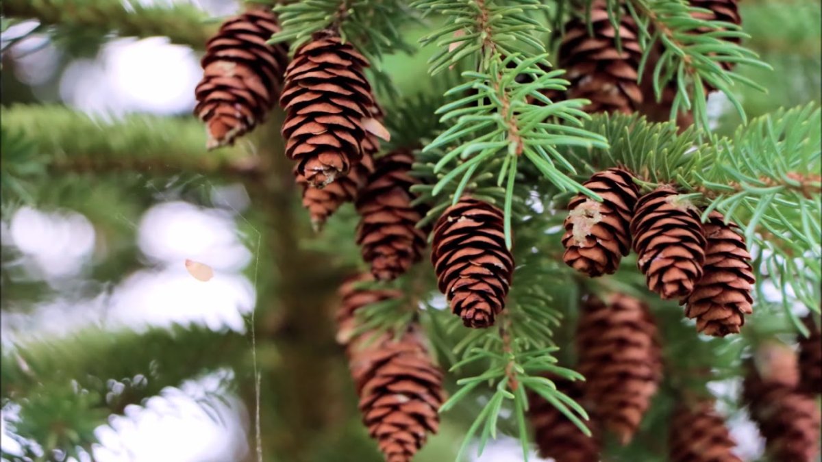 Елочки большие и маленькие