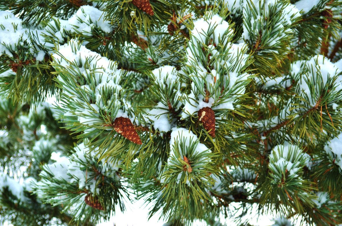 Мосприрода арт-ель 2019