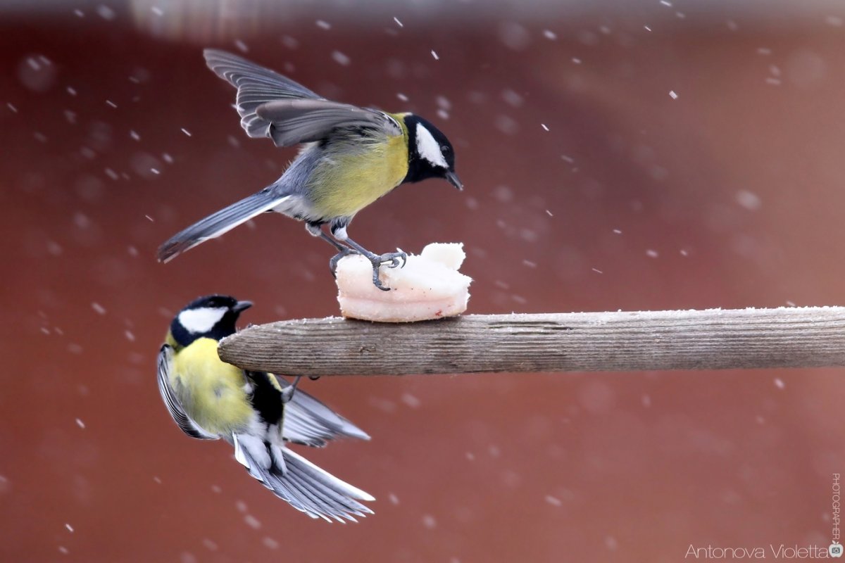 Синица ест сало