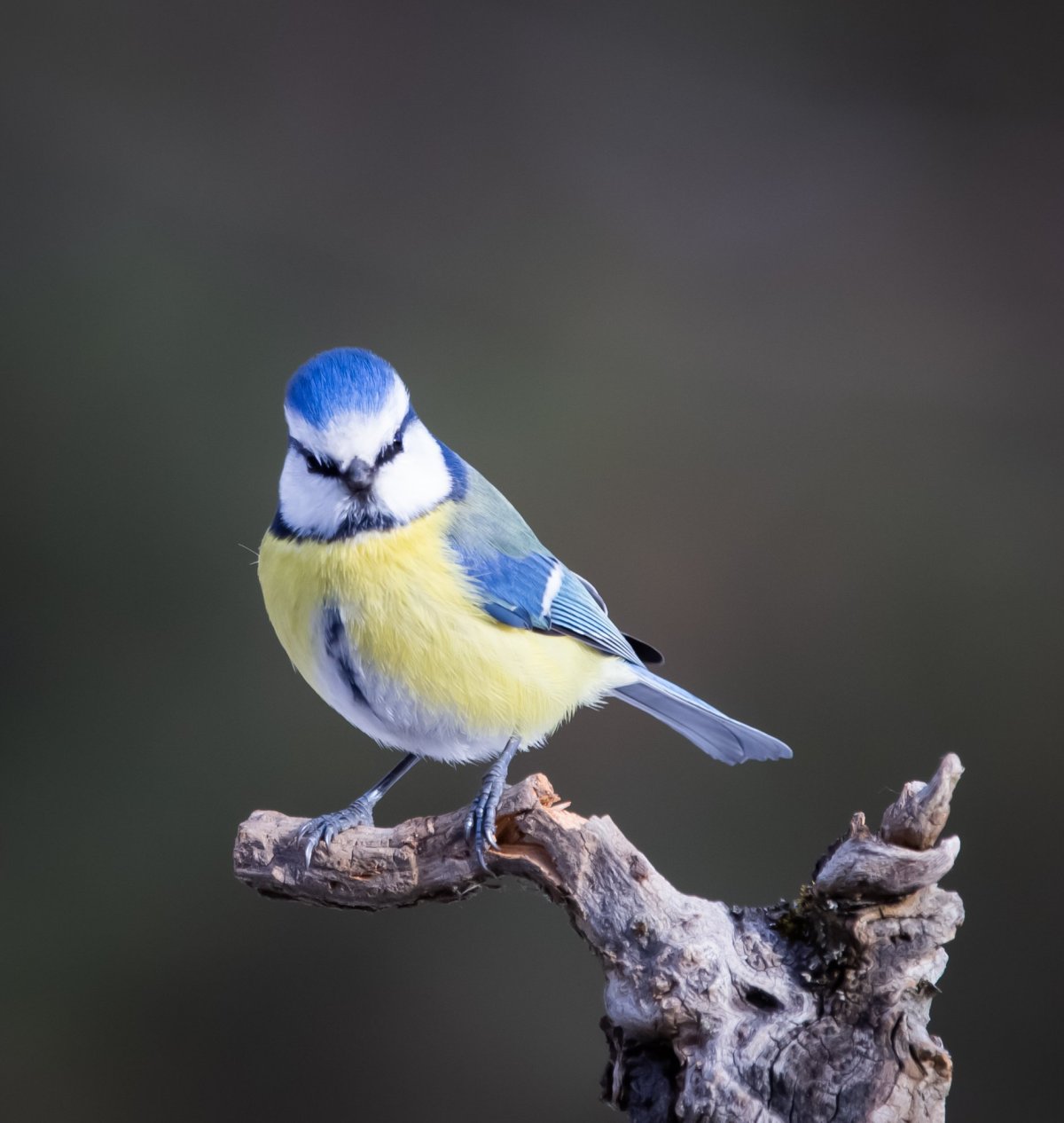 Московка, большая синица, лазоревка