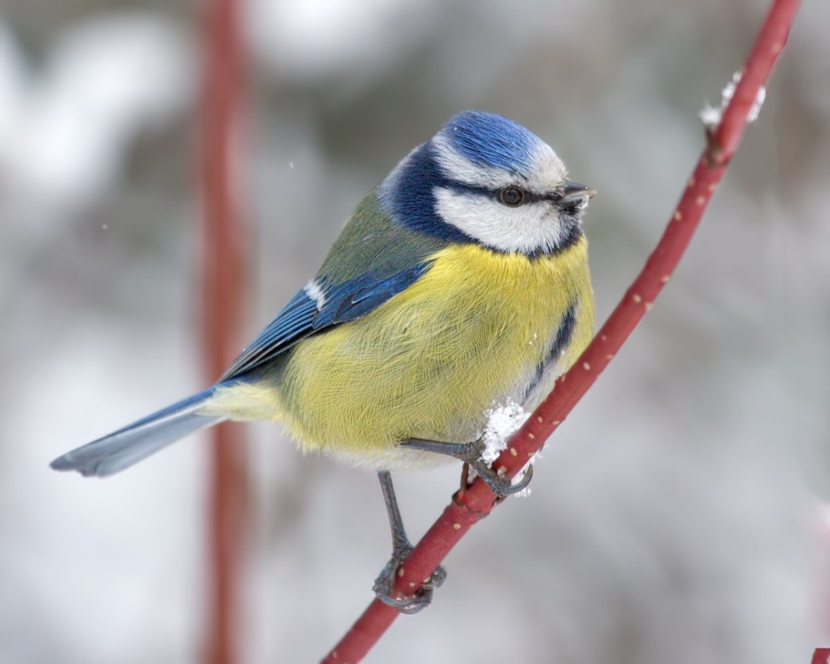 Обыкновенная лазоревка