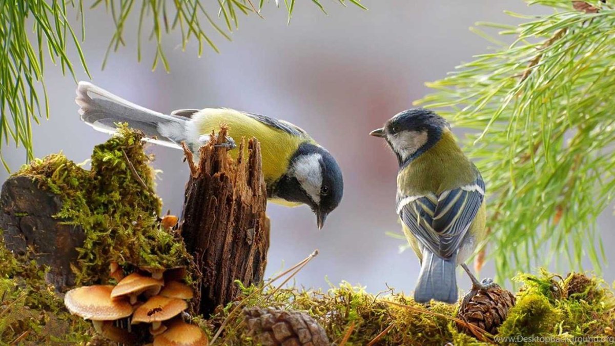 Маленькая синичка лазоревка