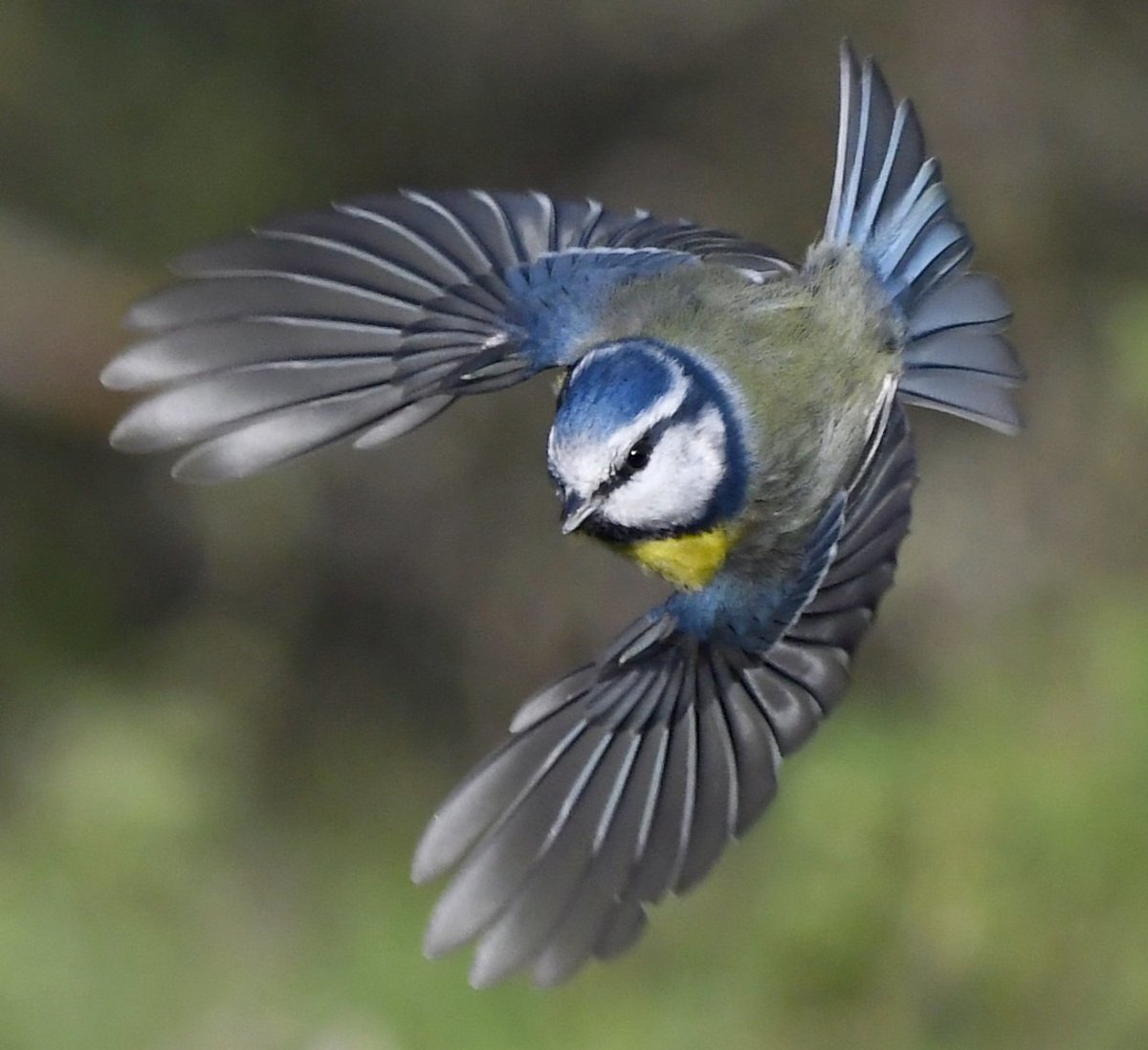 Синичкин день