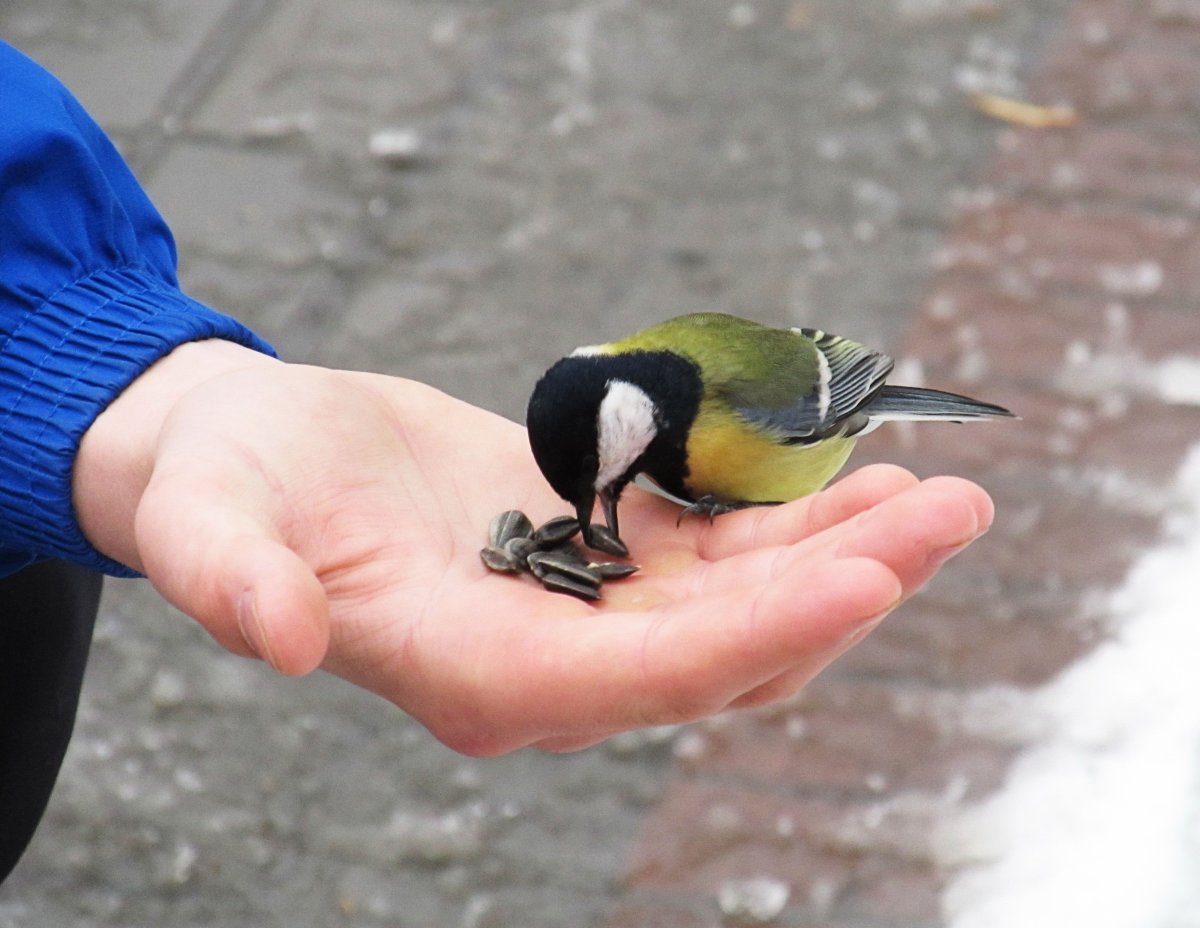 Синица живопись