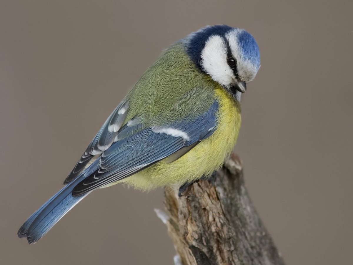 Синичка акварелью