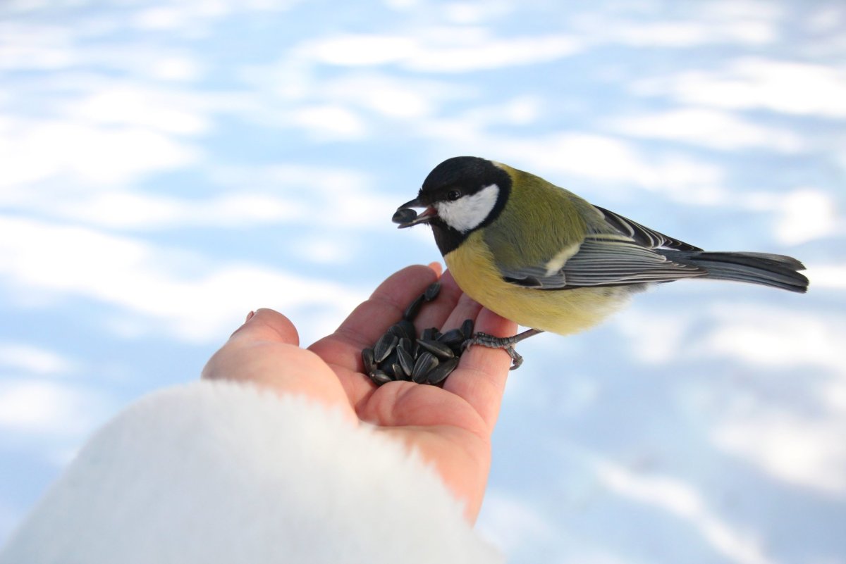 Большая синица и Лазаревка