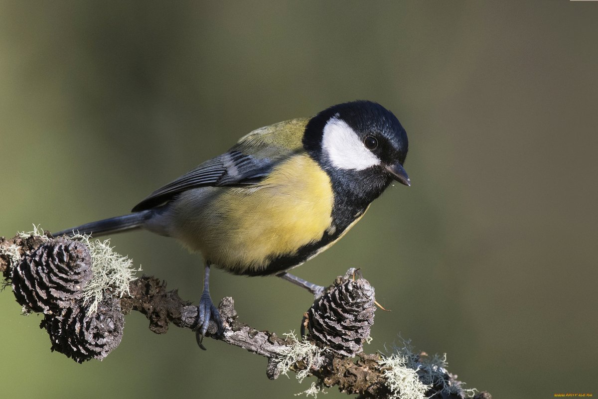Синица лазоревка в полете
