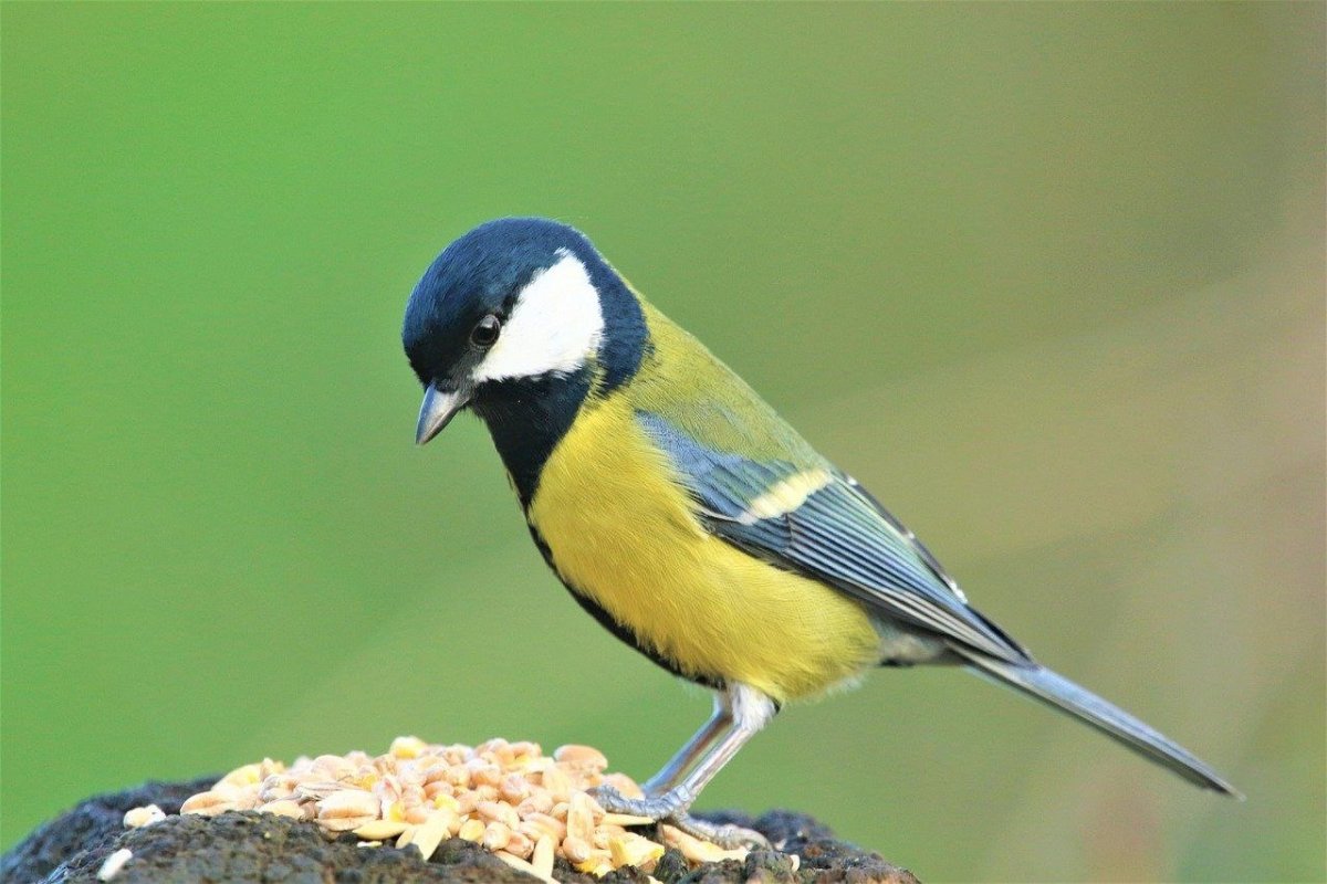 Синица на сосне