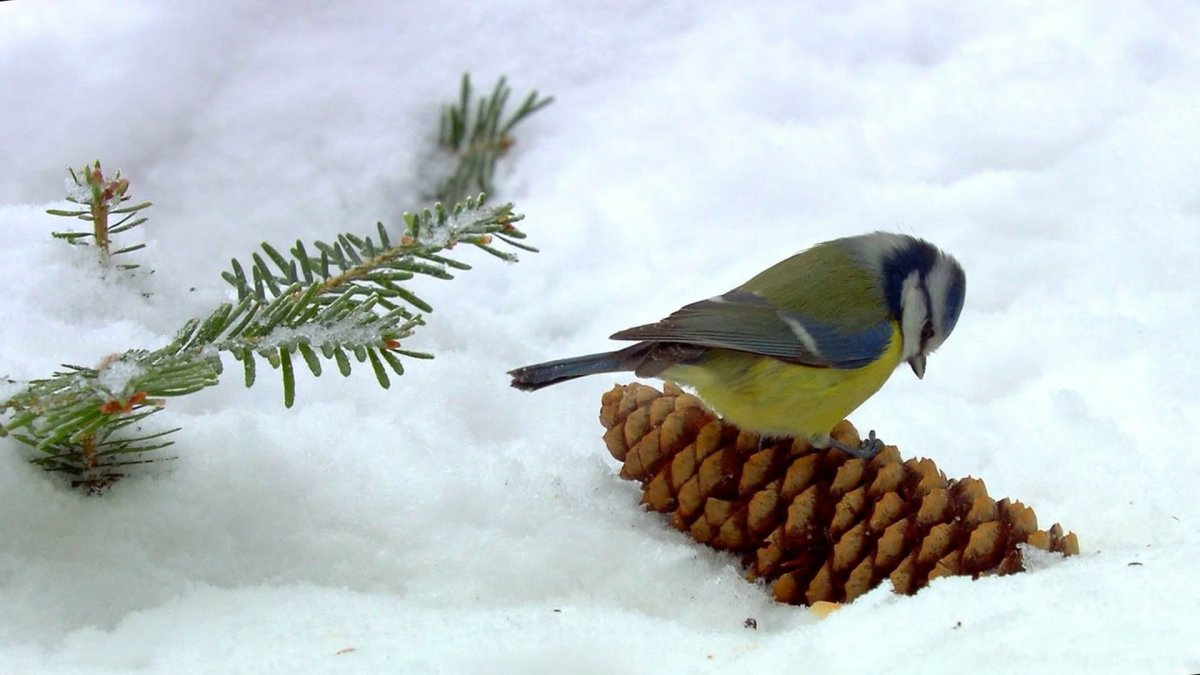 Синица лазоревка