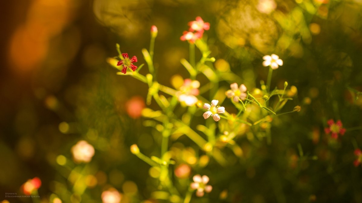 Спокойный фон