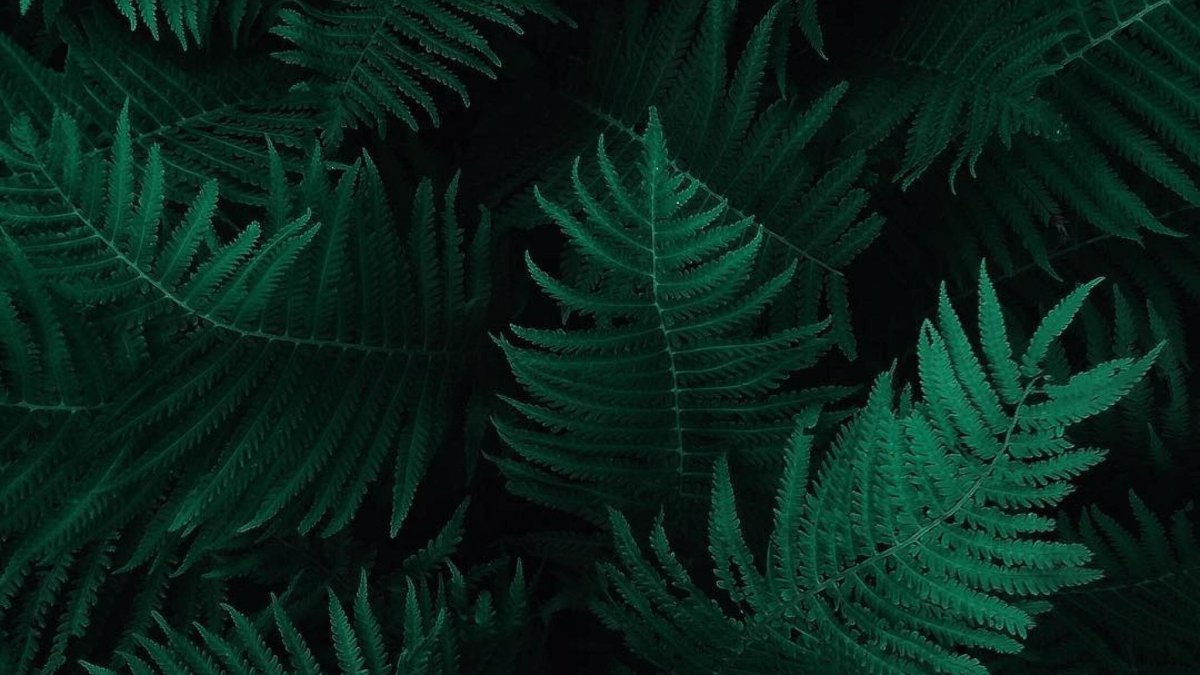 Папоротник Эстетика