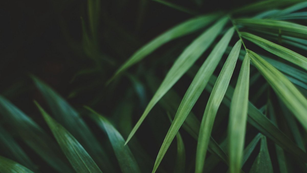 Обои на рабочий стол листья пальмы