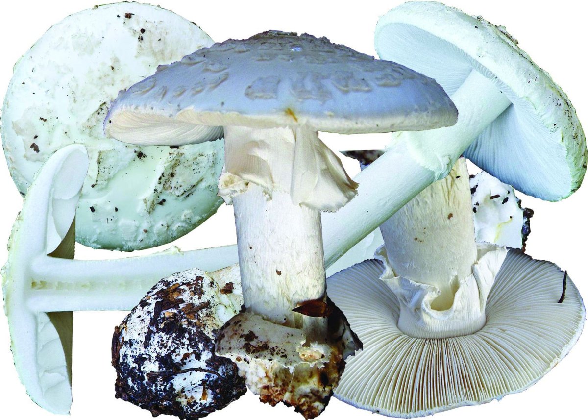 Мухомор и бледная поганка