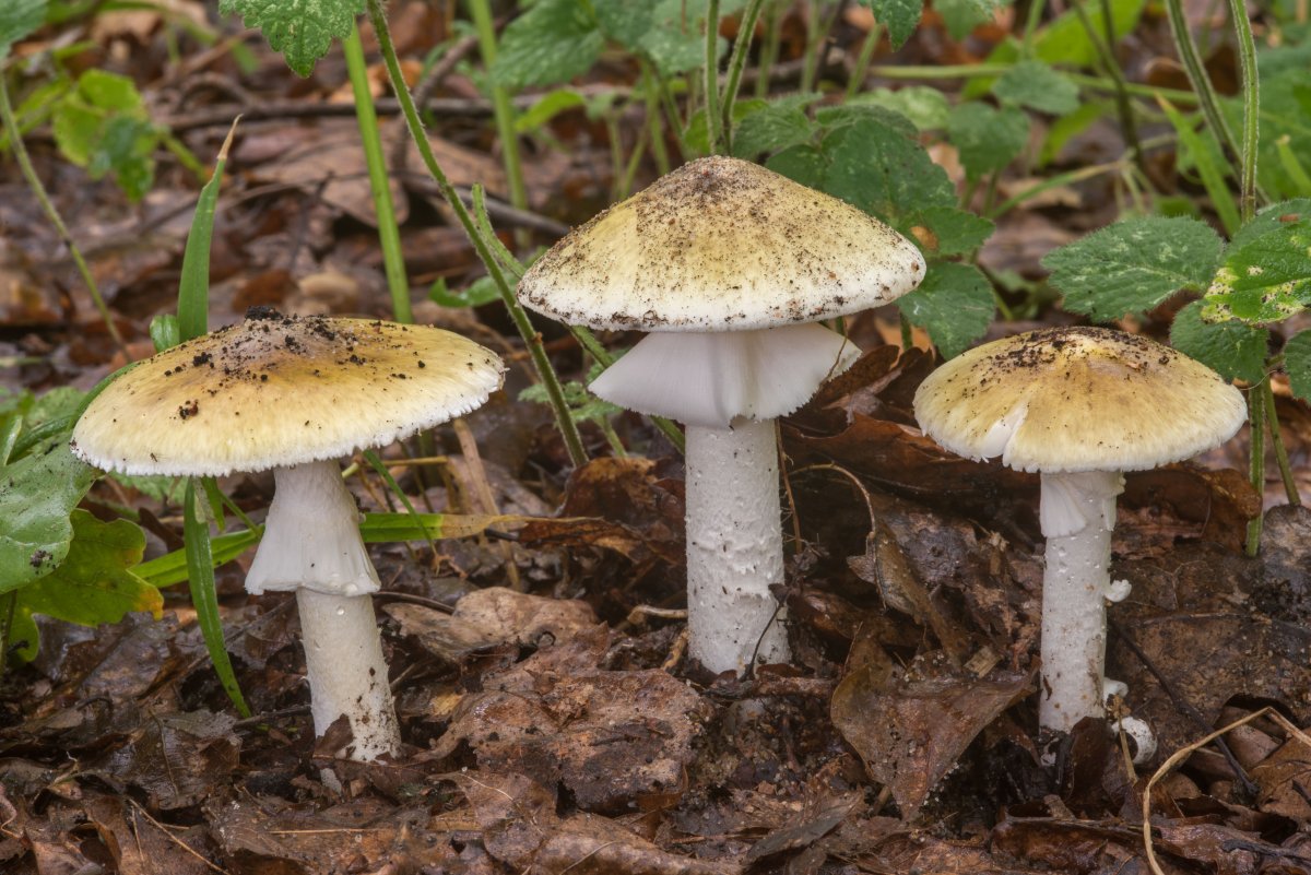 Гриб поганка обыкновенная