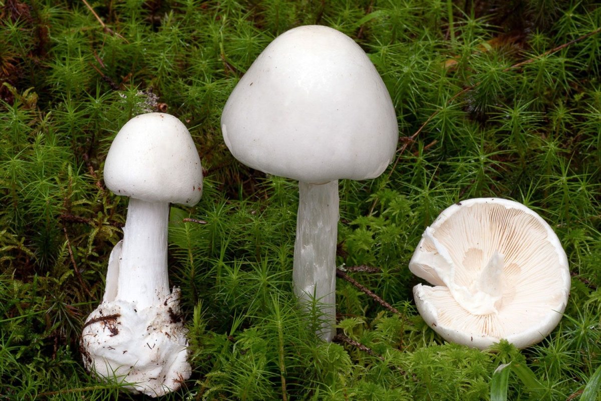 Белая поганка мухомор вонючий