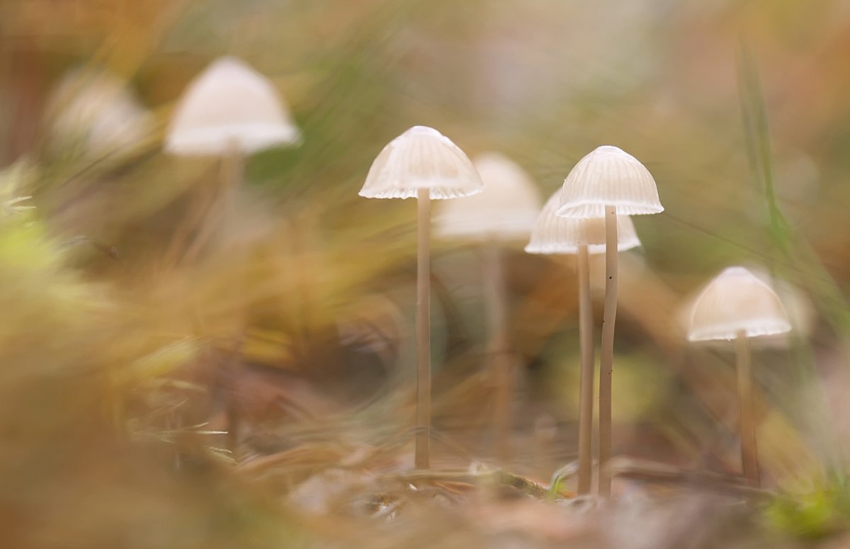 Поганки макро