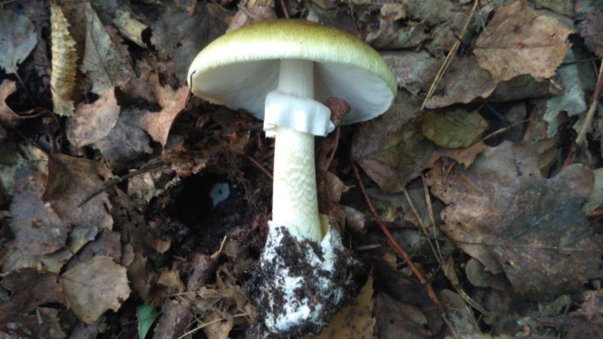 Молодая бледная поганка