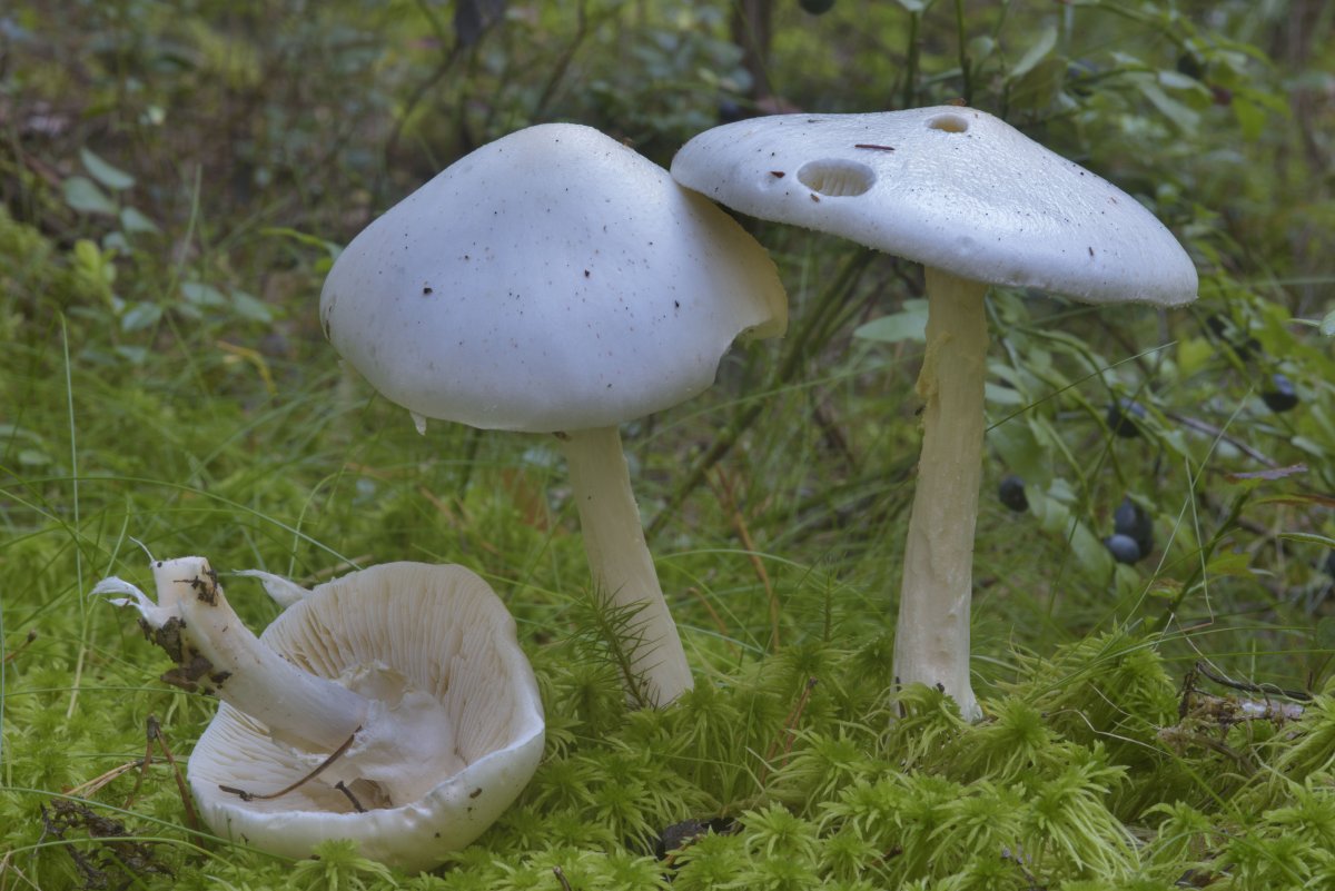 Бледная поганка белая