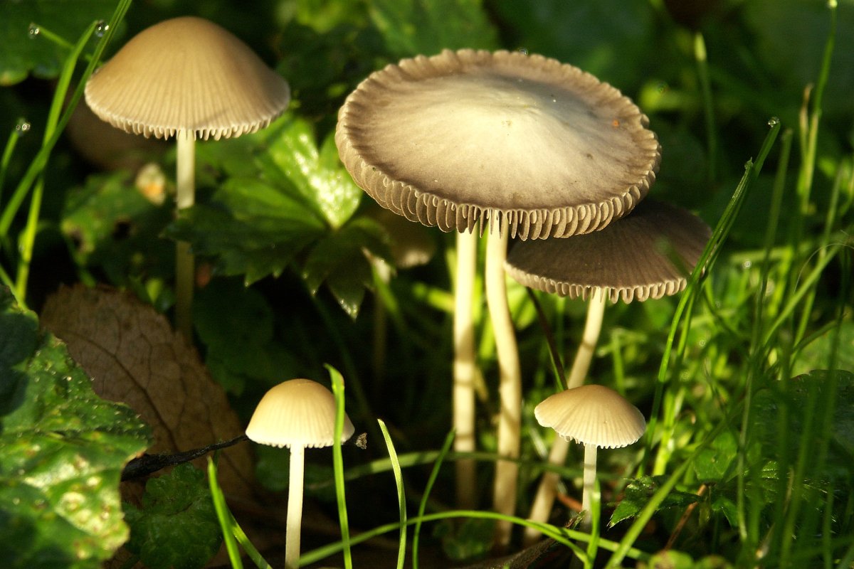 Поганка обыкновенная